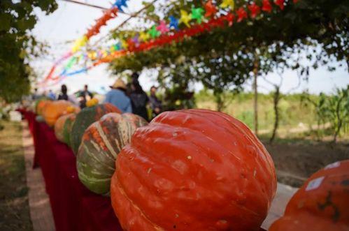 浮云娛樂吃瓜,揭秘娛樂圈最新吃瓜事件