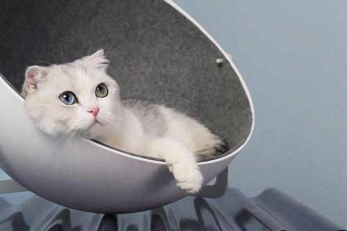 娛樂(lè)吃瓜醬改造貓窩,萌寵新居，趣味升級(jí)！