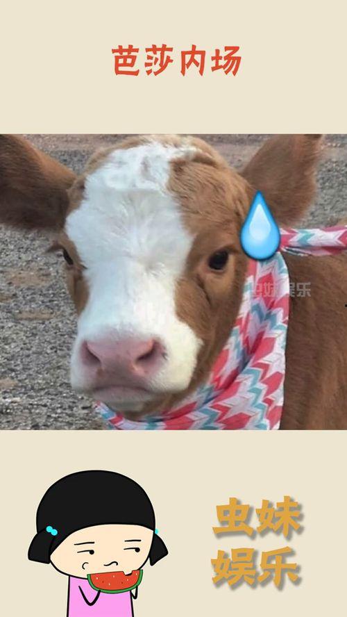 娛樂吃瓜醬素材圖片高清,娛樂吃瓜醬素材圖片背后的故事