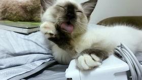 吃瓜娛樂醬社恐貓,揭秘社交恐懼的萌寵——社恐貓的日常生活