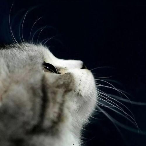 娛樂吃瓜貓捉鳥是真的嗎,娛樂吃瓜貓捉鳥事件，真相究竟如何？