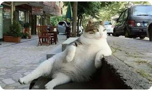 娛樂吃瓜貓捉鳥是真的嗎,娛樂吃瓜貓捉鳥事件，真相究竟如何？