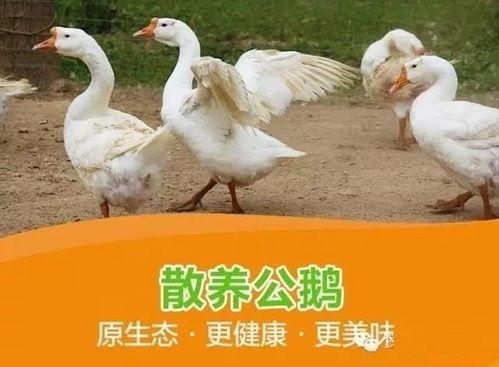 八鵝吃瓜菌娛樂圈,娛樂圈風(fēng)云錄