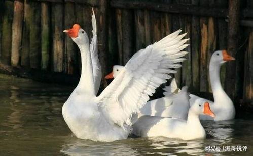 八鵝吃瓜菌娛樂圈,娛樂圈風(fēng)云錄