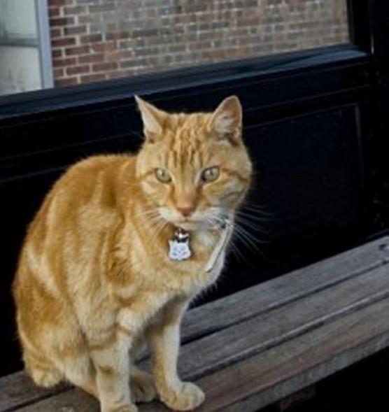 娛樂吃瓜醬小貓坐公交車,萌寵坐公交，趣味橫生一幕