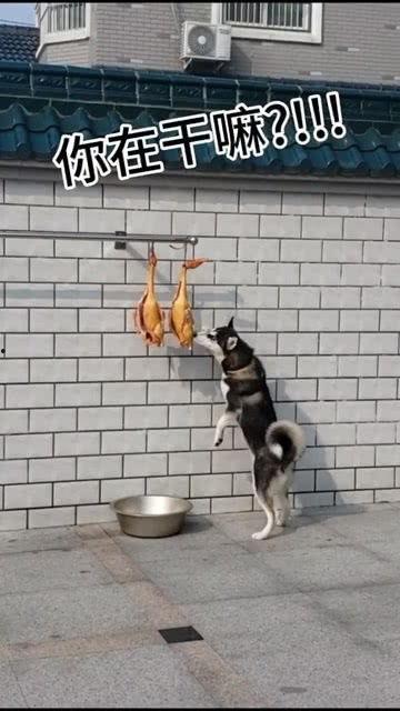 娛樂吃瓜醬送小狗視頻下載,萌寵來襲，溫馨瞬間盡收眼底