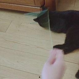 娛樂吃瓜醬貓咪視頻,萌態(tài)十足，網(wǎng)友直呼“太可愛了！”