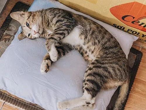 娛樂吃瓜醬貓咪視頻,萌態(tài)十足，網(wǎng)友直呼“太可愛了！”