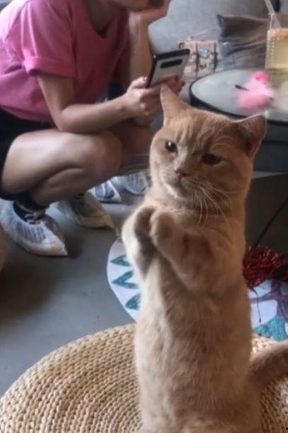 娛樂吃瓜醬貓咪視頻,萌態(tài)十足，網(wǎng)友直呼“太可愛了！”