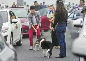 娛樂吃瓜醬遛狗小說下載,小說世界里的歡樂與溫情