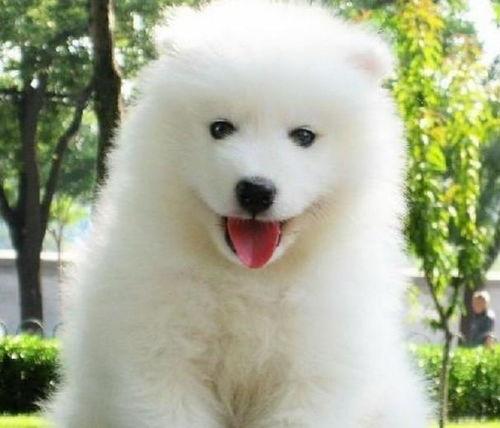 娛樂(lè)吃瓜醬薩摩耶,揭秘娛樂(lè)圈那些不為人知的幕后故事